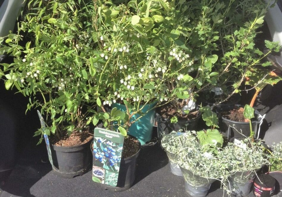 Bil fuld af planter