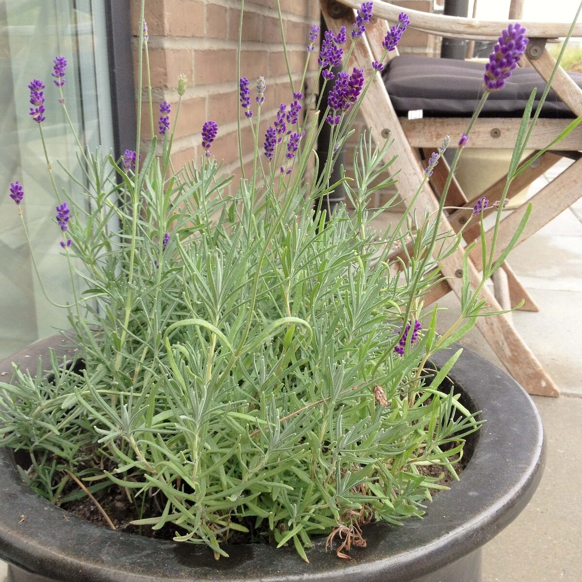 Lavendel Lavendel
